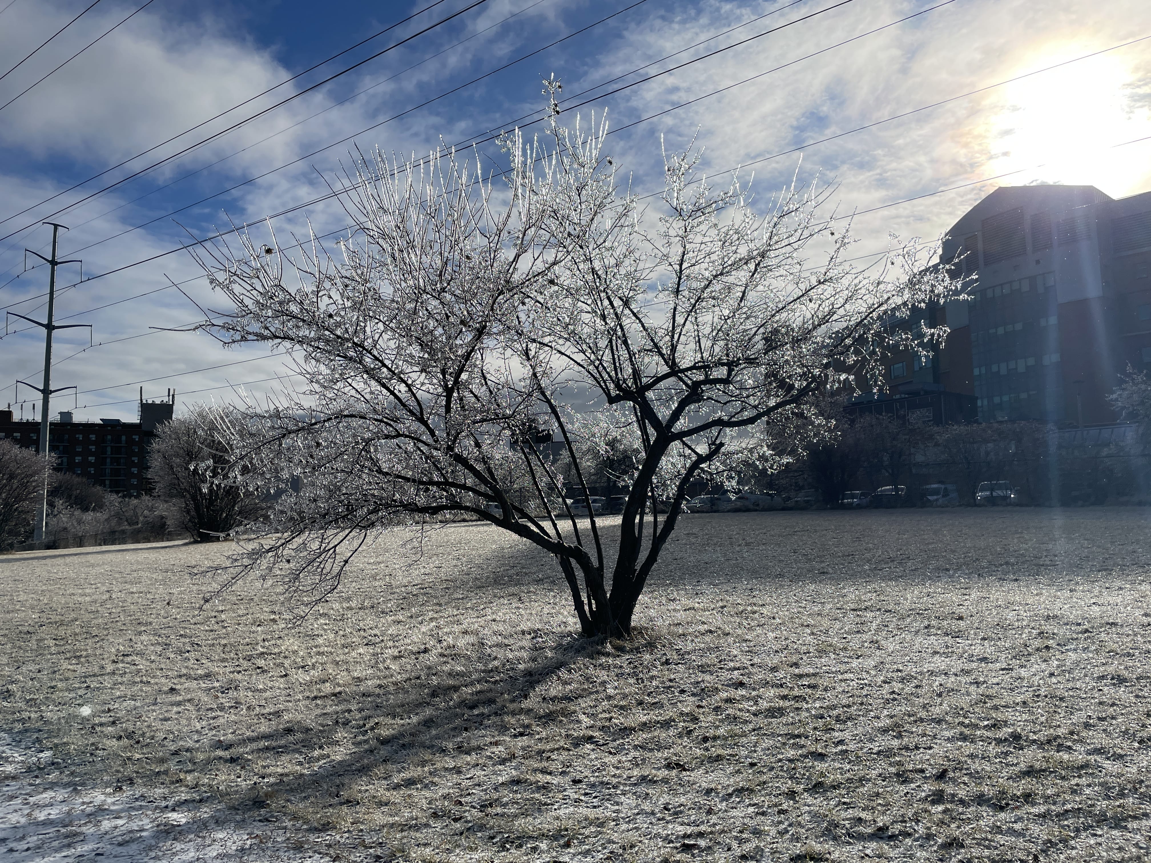 Morning photo of the sun rising over an ice-covered tree in Thomson Memorial park. The sun is slightly occluded by clouds, and there is a visible lens flare. The sky visible between the clouds is a deep cerulean blue. Every branch is covered with delicate, transparent beads of ice. In the background are mid-rise residential buildings and a power line.
